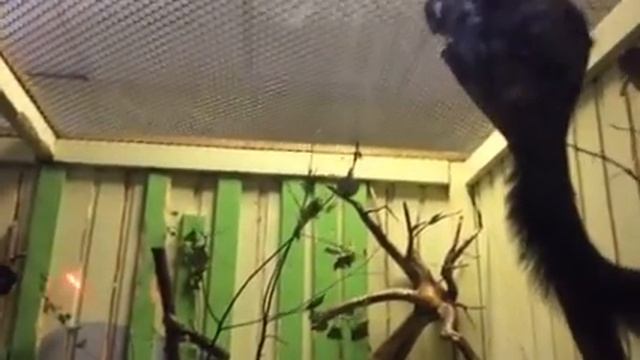 Самая большая белка в мире смотреть онлайн