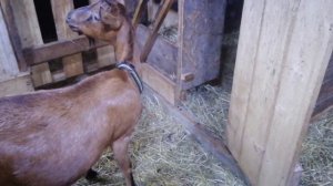 В Гостях У Козоводов Сыроделов // Хозяйство Чешских Коз г. Коломна // Новая Коза // С.Х.У