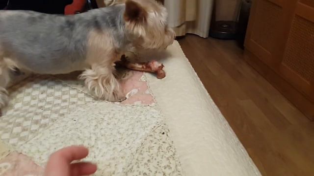 Злобный пес :-) смотреть онлайн
