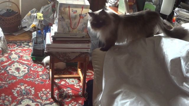 Невские маскарадные котята тусят смотреть онлайн