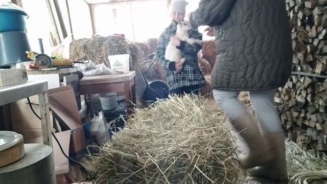 Бонус зимы❄️ ЛУЧШИЙ Термокаутер для обезроживания ?Обезроживание КОЗЛЯТ?Перепелята?Щеночки шпица ? смотреть онлайн