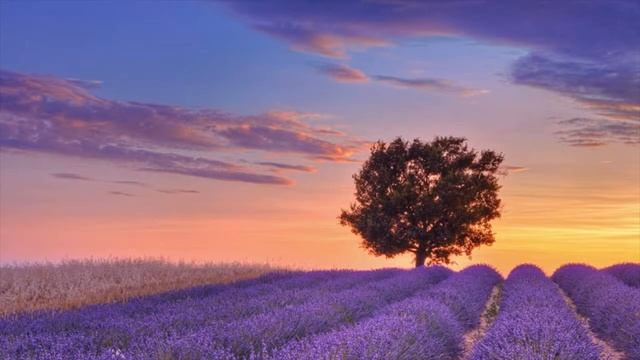 Лавандовые поля Прованса