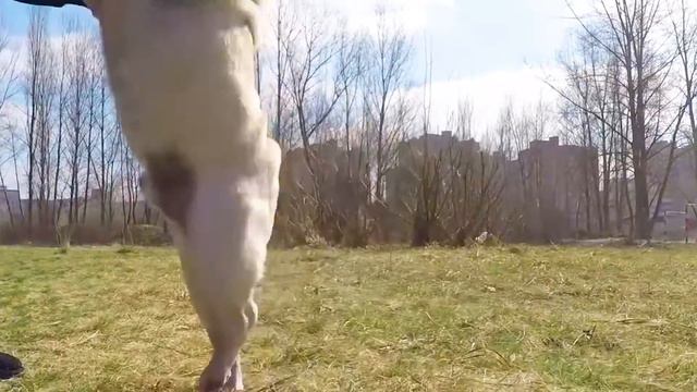 Мопс смотреть онлайн