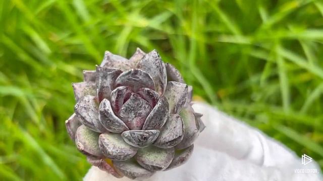 Echeveria Black Bear смотреть онлайн