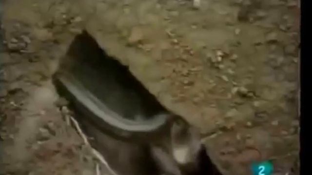 Самка хорька защищает своё гнездо смотреть онлайн