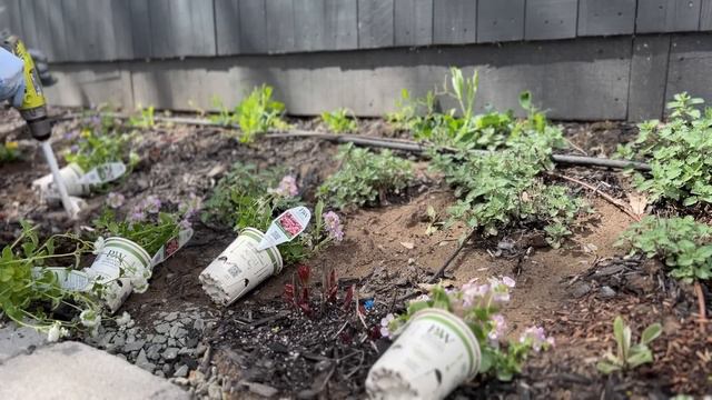 Planting My Cottage Garden With Proven Winners Annuals! :: How To Plant A Cottage Garden :: Zone 9B