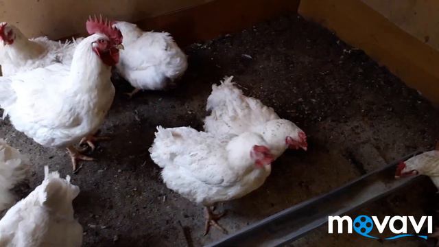 Зима пришла как всегда неожиданно. Что делать с бройлерами? смотреть онлайн