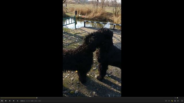 Два хомячка или Почему сейчас нет ИИ смотреть онлайн