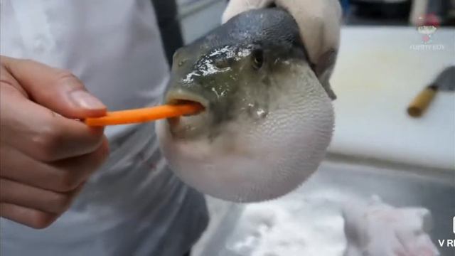 Рыба фугу ест морковь смотреть онлайн