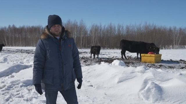 Зимнее содержание ангусов @ArsenIslamovandhiscattle смотреть онлайн