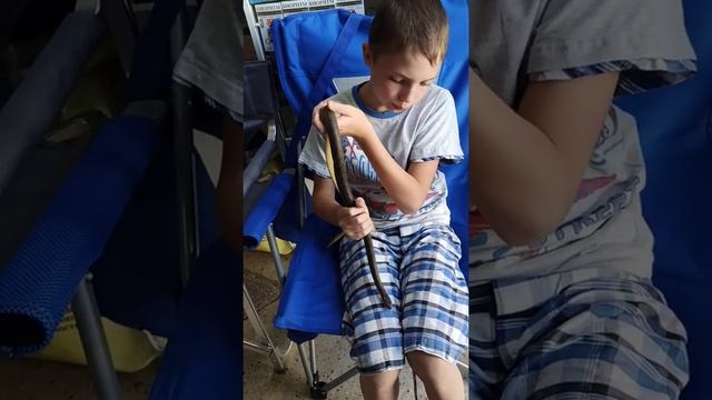 Ручной каспийский полоз. Природа наш товарищ! смотреть онлайн