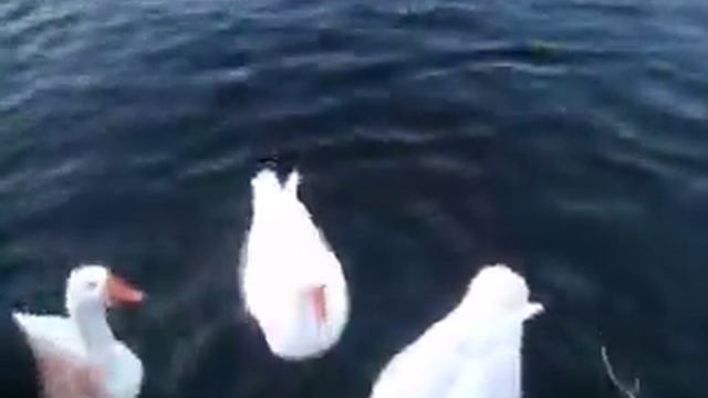 Nature in Rijswijk Netherlands смотреть онлайн