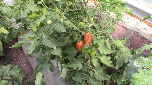 Томат Кибиц (Королевский сад Ильи Королева смотреть онлайн