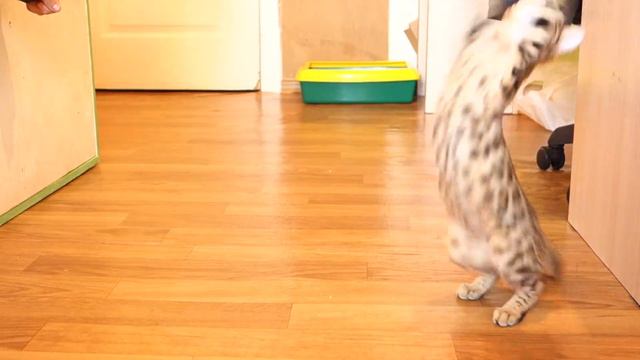 Бенгальский котёнок. Олька - игрулька смотреть онлайн