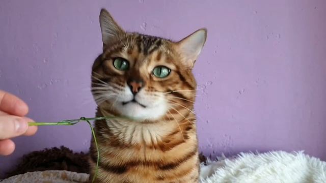 Дикий кот бенгал ест траву с рук смотреть онлайн