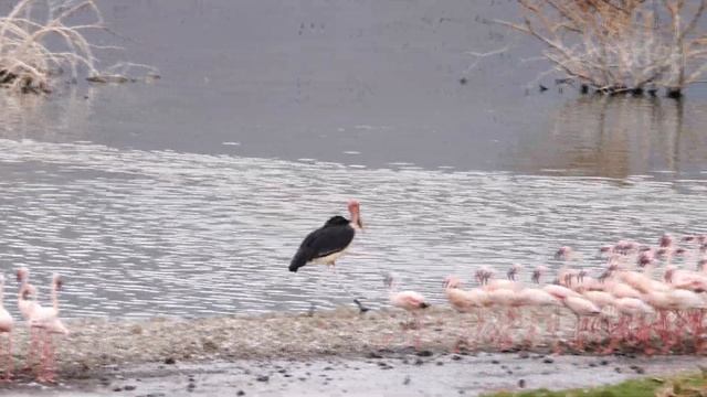 Marabous and Flamingos смотреть онлайн