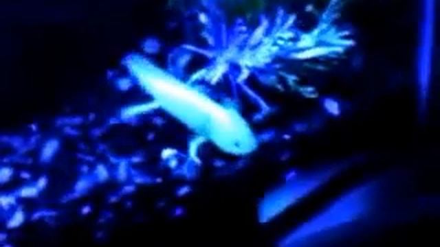 May 2, 2013 Coolest Glowing axolotl GFP смотреть онлайн