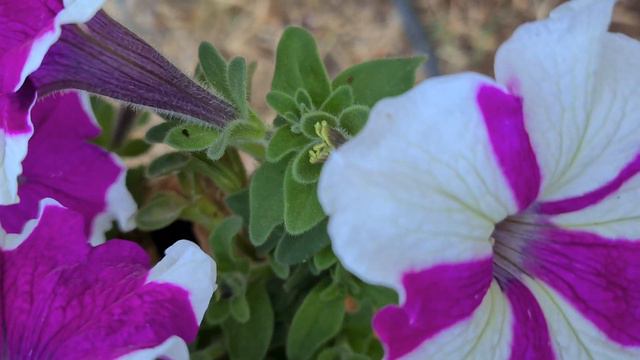 פטוניה 'הולה הופ' פורחת Petunia 'hula hoop' blooming смотреть онлайн