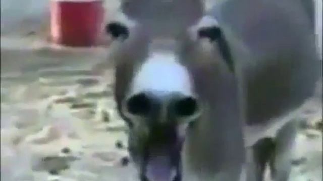 Porno lol смотреть онлайн