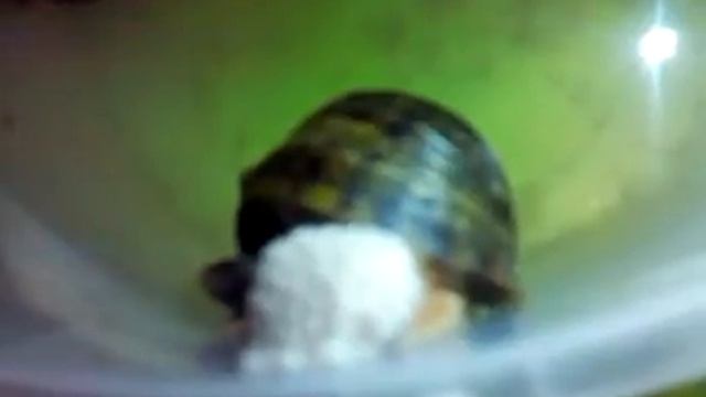 ампулярия несет яйца