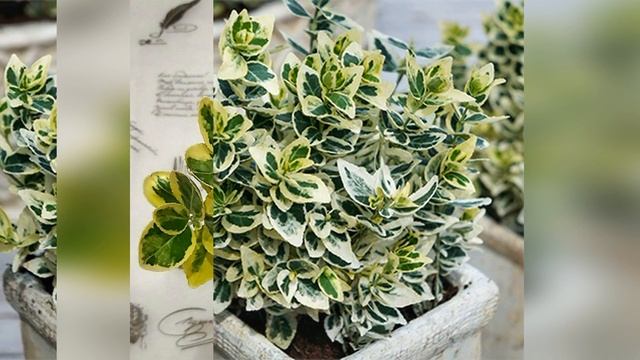 Бересклет в домашних условиях. Уход, размножение