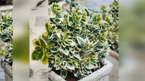 Бересклет в домашних условиях. Уход, размножение