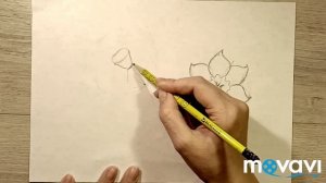 Как нарисовать нарциссы. Рисуем цветы карандашом.