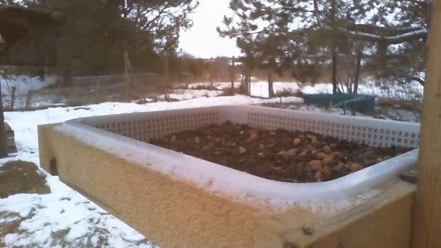 2021 Jan 18: Live stream #5 bird feeding station. Ripley, Ontario Canada by AtHomeFriendlyTecGuy смотреть онлайн