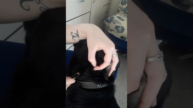 У собаки клещ смотреть онлайн