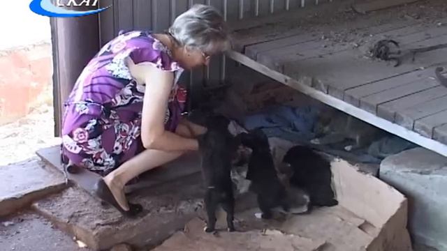 РУБРИКА КОТОПЁС: ЩЕНКИ смотреть онлайн