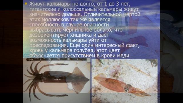 Салат из кальмара и овощей