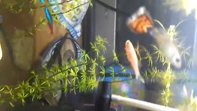 Доска, рисую. Фламинго! Бабочка !??? море, лес , сумасшедшеесолнце,капецц!!СУПЕР РИСУНОК НА ДОСКЕ смотреть онлайн