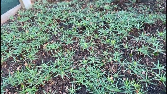 Пихта из семян,всходы Пихты кавказской Нордмана результат. Питомник 