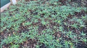 Пихта из семян,всходы Пихты кавказской Нордмана результат. Питомник "Хвойный дворик"