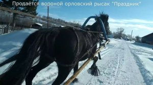 Продаётся Орловский Рысак "Праздник". (Не наш).