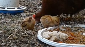 #Порода #кур самые яйценоские. 2 курицы - 3 яйца в день!