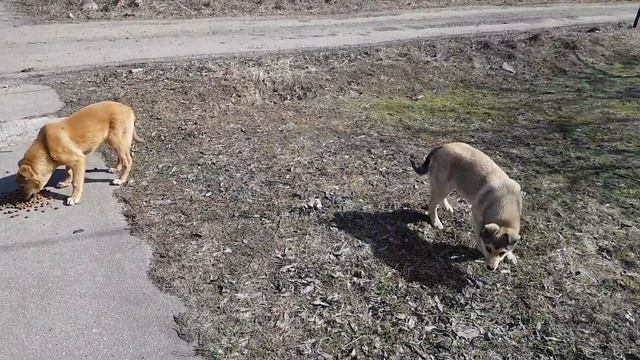 Жора кормит бездомных щенят Goga feeds homeless puppies смотреть онлайн