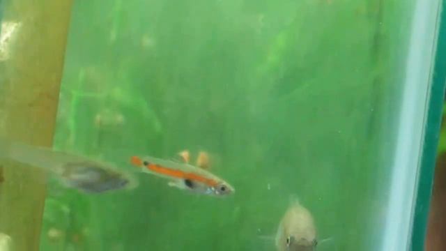 Poecilia reticulata "Orange-Line Guppy", Wild Type Guppy смотреть онлайн