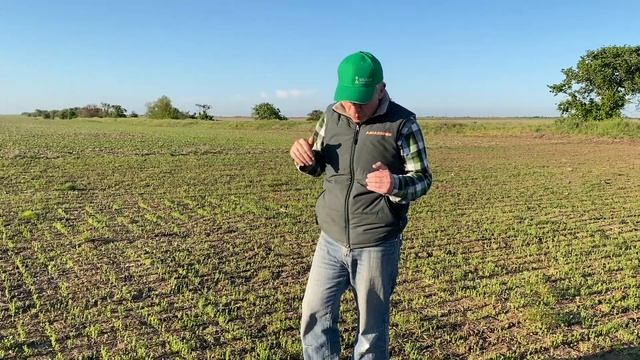 Выращивание кориандра без обработки почвы смотреть онлайн