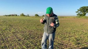 Выращивание кориандра без обработки почвы