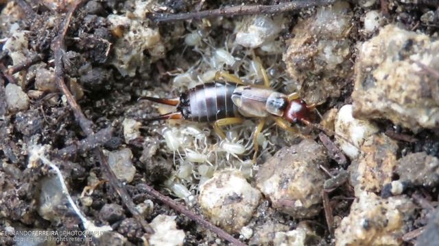 Bicha-cadela ou Tesourinha (Forficula auricularia) Fêmea a proteger as Ninfas смотреть онлайн