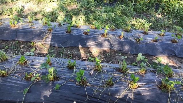 Клубника Азия,что нужно сделать после плодоношения. смотреть онлайн