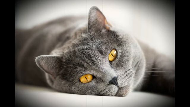 Видят ли кошки потусторонний мир? смотреть онлайн