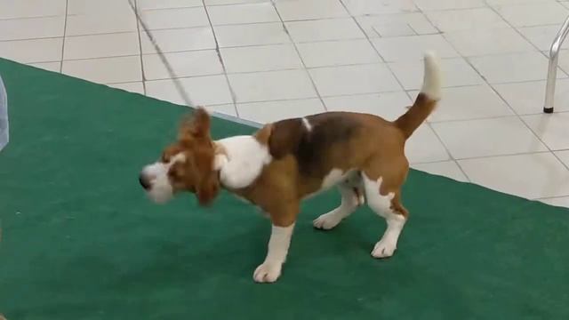 Beagle / Бигль 25 апреля 2021 г. Екатеринбург ВЫСТАВКА СОБАК 1 смотреть онлайн