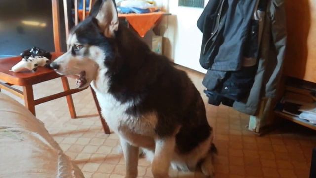 Хаски просится на диван / Husky asks for a sofa смотреть онлайн