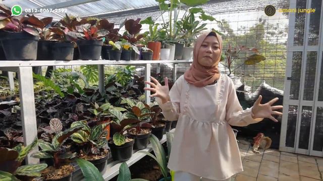 Survey Harga Tanaman Hias Calathea Super Murah, Super Rimbun, Super Lengkap di Amani Jungle Bogor смотреть онлайн