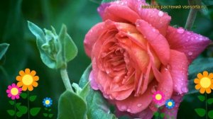 Роза английская кустовая Кристофер Марлоу. Краткий обзор, описание характеристик Christopher Marlow