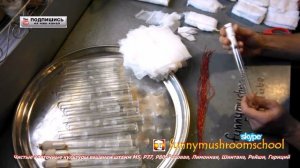 Мицелий ГРИБОВ, изготовление ватно марлевой пробки для пробирки