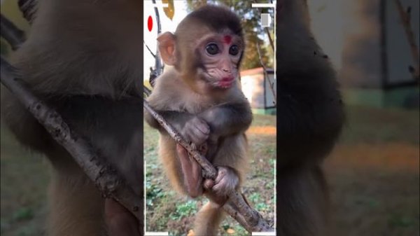 The Best of Monkey Eating Videos - A Funny Monkeys Compilation Ep111