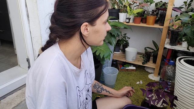 Влог 2.08.2022 Небольшой обзор балкона и немного пересадки смотреть онлайн